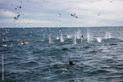 Photography Cape gannets (Morus capensis) circling in the air over a bait ball and diving in