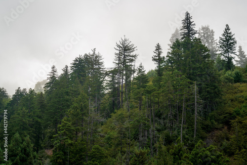 Big Sur during Summer in California