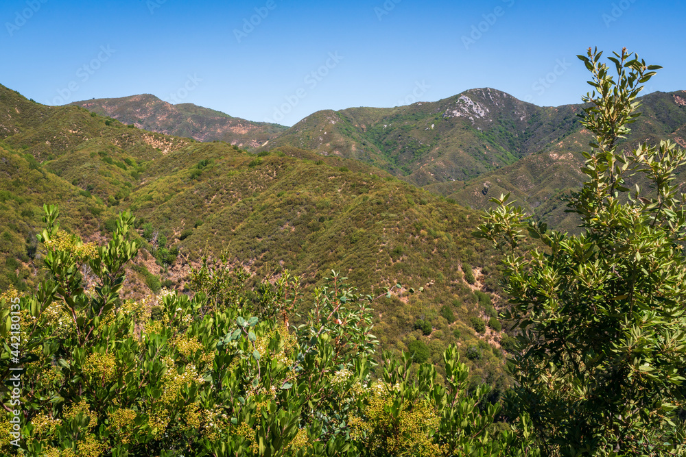 Obraz premium Los Padres National Forest, California