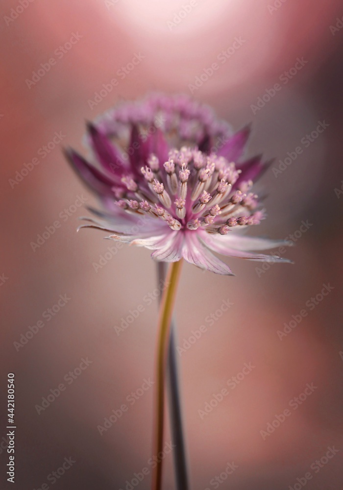 Astrantia - Jarzmianka Astrantia - Jarzmianka
