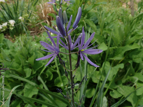 Purple Iris outdoors in the sunshine