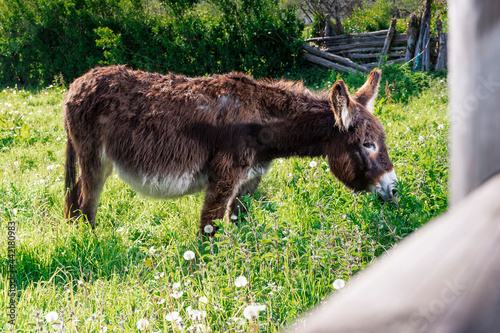 General shot of a brown donkey grazing on a farm in Asturias.The photograph is taken in horizontal format and has a natural out-of-focus frame with the wooden post of the farm's fence. photo