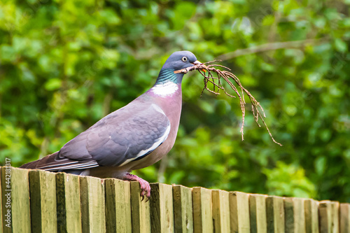Wood Pigeon with nesting material in its beak