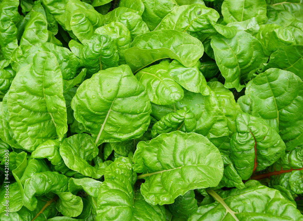 Fototapeta premium Fresh Organic and Biological chard. vegetable garden or Kitchen garden. fresh leaves. Organic green fresh food.