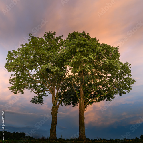 Two trees together along a country road.