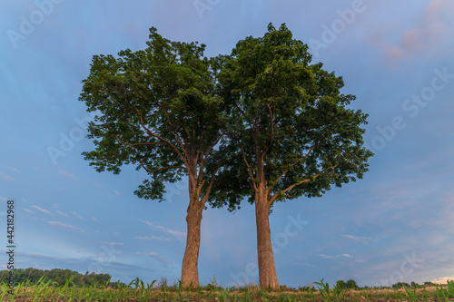 Two trees together along a country road.