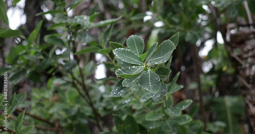 Droplets of water clinging to leaves in the morning Droplets of water clinging to leaves in the morning