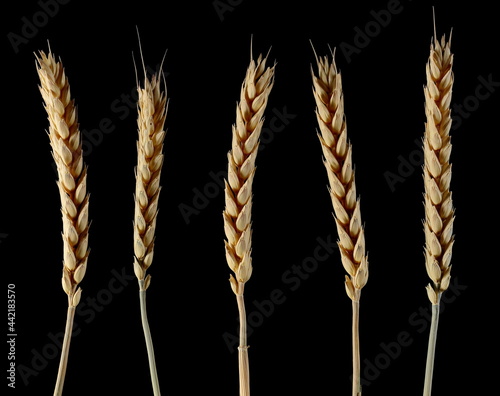 Set ripe yellow wheat ears, crops isolated on black background 