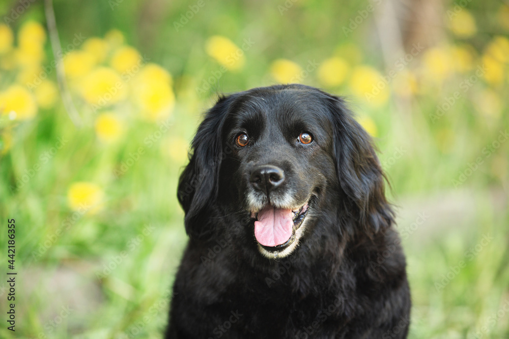 Portrait of an old black spaniel dog on a natural bright green grass and yellow dandelions background.