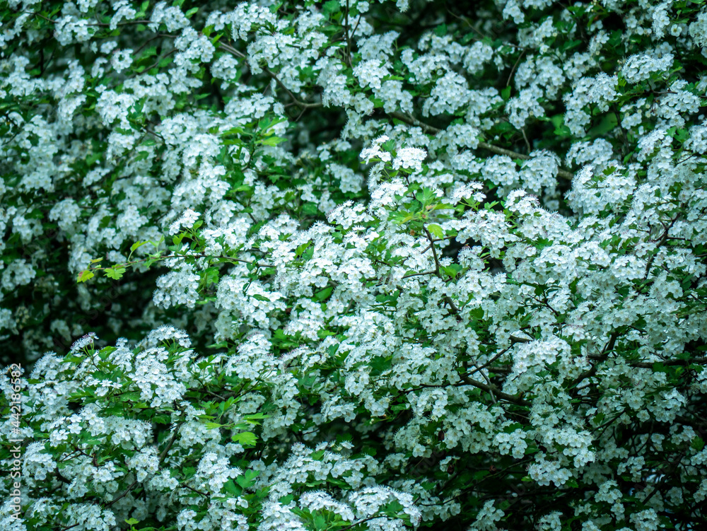 a beautiful bush with a bunch of small white flowers