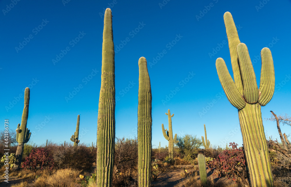 Cacti at Saguaro National Park in Southern Arizona