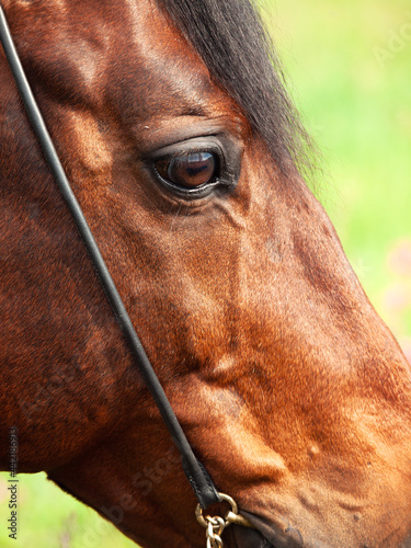 close up portrait of beautiful  bay horse taken in blossom field. photo