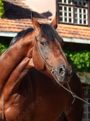 portrait of amazing bay TRakehner breed stallion posing against stable building. sunny evening