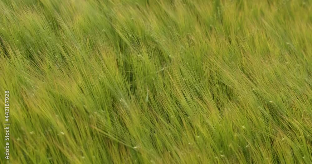 Green ears of wheat are swaying in the field. Green ears of wheat are swaying in the field.