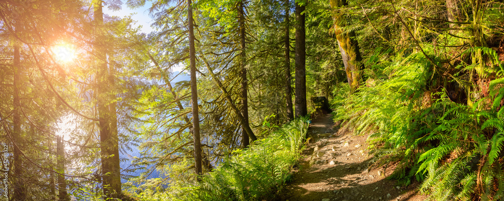 Fototapeta premium Panoramic View of Hiking Path in Green and Vibrant Rain Forest during a sunny summer day. Buntzen Lake, Anmore, Vancouver, British Columbia, Canada. Nature Background Panorama