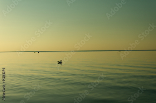Silhouette of a lonely seagull in the water at sunset. Relax on the beach in summer.