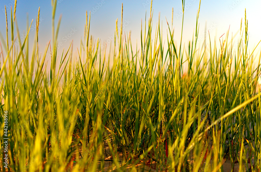 Tall green grass on the beach.