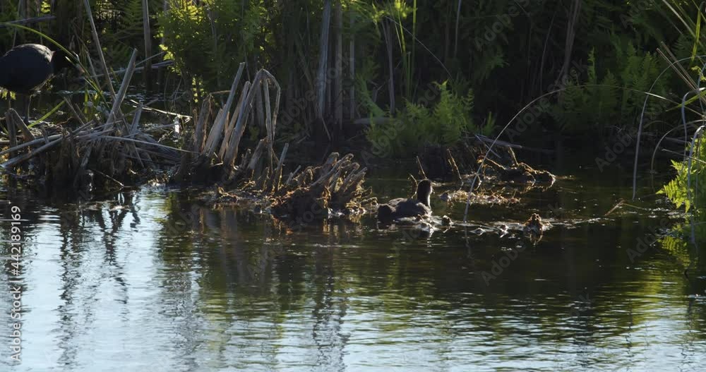 Smoky ducks swim in the river, where reeds and ferns grow Smoky ducks swim in the river, where reeds and ferns grow