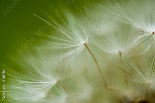 Dandelion