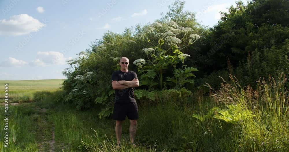 Tall hogweed flower - a dangerous plant. Compared to human growth. Tall hogweed flower - a dangerous plant. Compared to human growth.