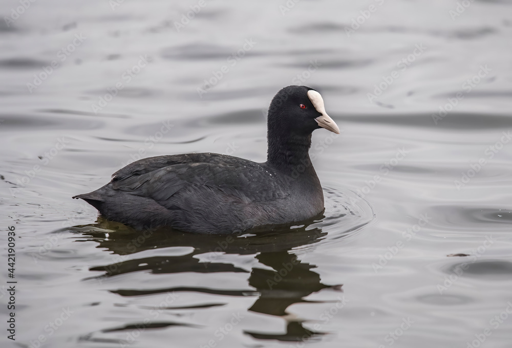 Coot on a loch close up in Scotland Coot on a loch close up in Scotland