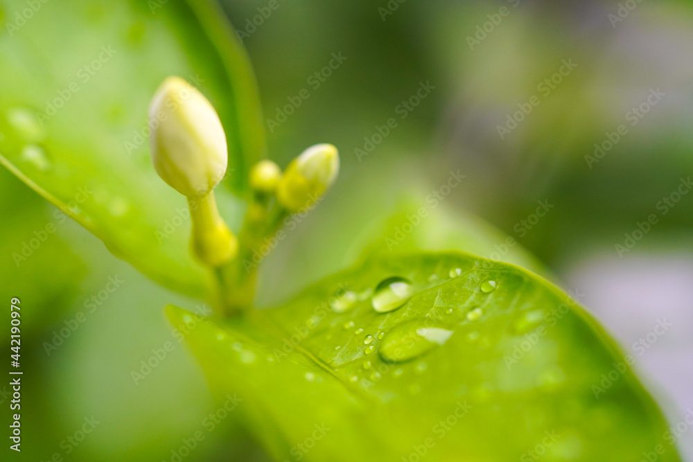 abstract water drop on green leaf background with macro abstract water drop on green leaf background with macro