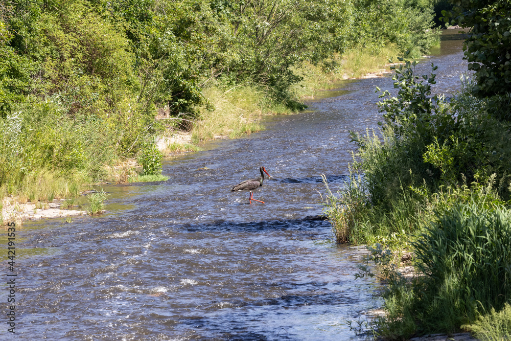 Ein Schwarzstorch mit schillerndem Gefieder in der Seitenansicht in einem Fluss auf der Nahrungssuche
