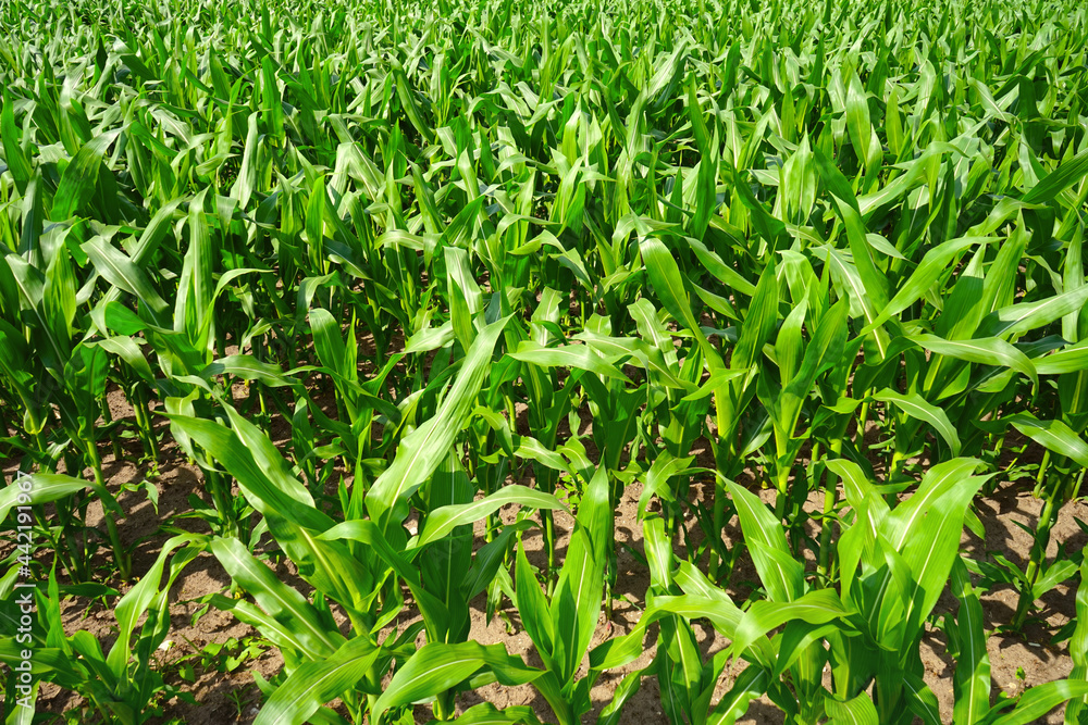 Mais wächst auf einem Acker im Juni, Landwirtschaft, Ackerbau Mais wächst auf einem Acker im Juni, Landwirtschaft, Ackerbau