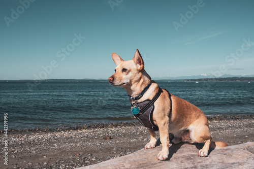 A small brown chihuahua like dog sits on a log at a beach with the ocean in the background