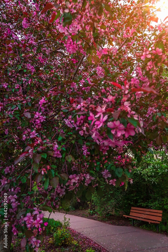 Sun Shining Down Over Pink Flowers In A Spring Park