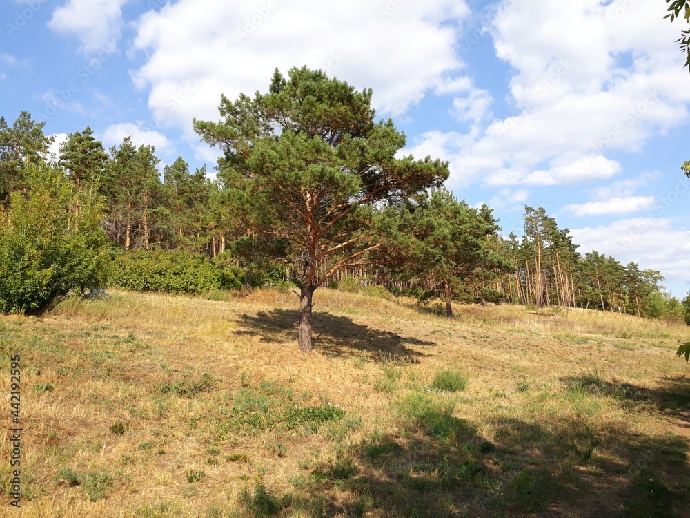 Fototapeta premium summer forest