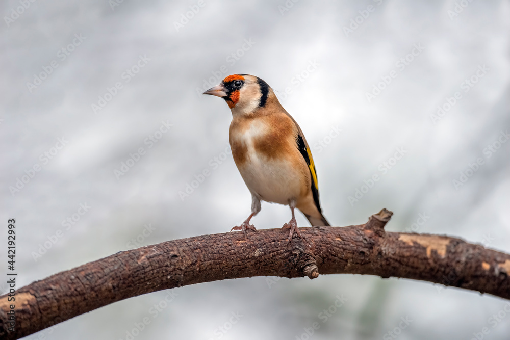 Goldfinch, perched on a branch, close up in a forest, in Scotland in the winter Goldfinch, perched on a branch, close up in a forest, in Scotland in the winter