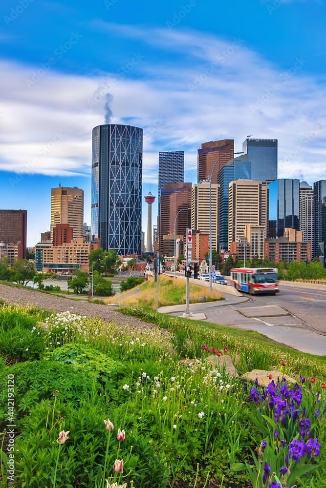 Fototapeta premium Summer Flowers Blooming By Downtown Calgary