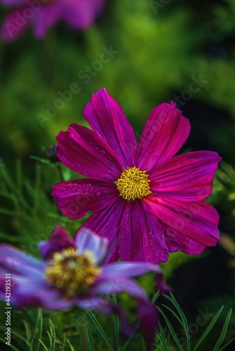 Close Up Summer Flowers