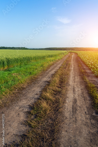 Summer landscape with road between fields and blue sky. Vertical image
