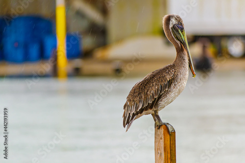 louisiana brown pelican on the water at the edge of a fishing camp