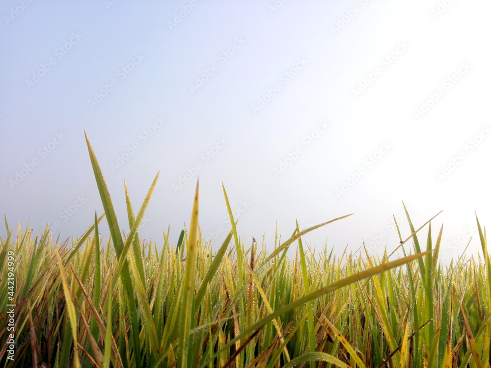 Fototapeta premium Young paddy with winter morning dew on leaves in a seedling rice field in front of foggy sky background. a common ant view scene of Bangladesh and Asia.