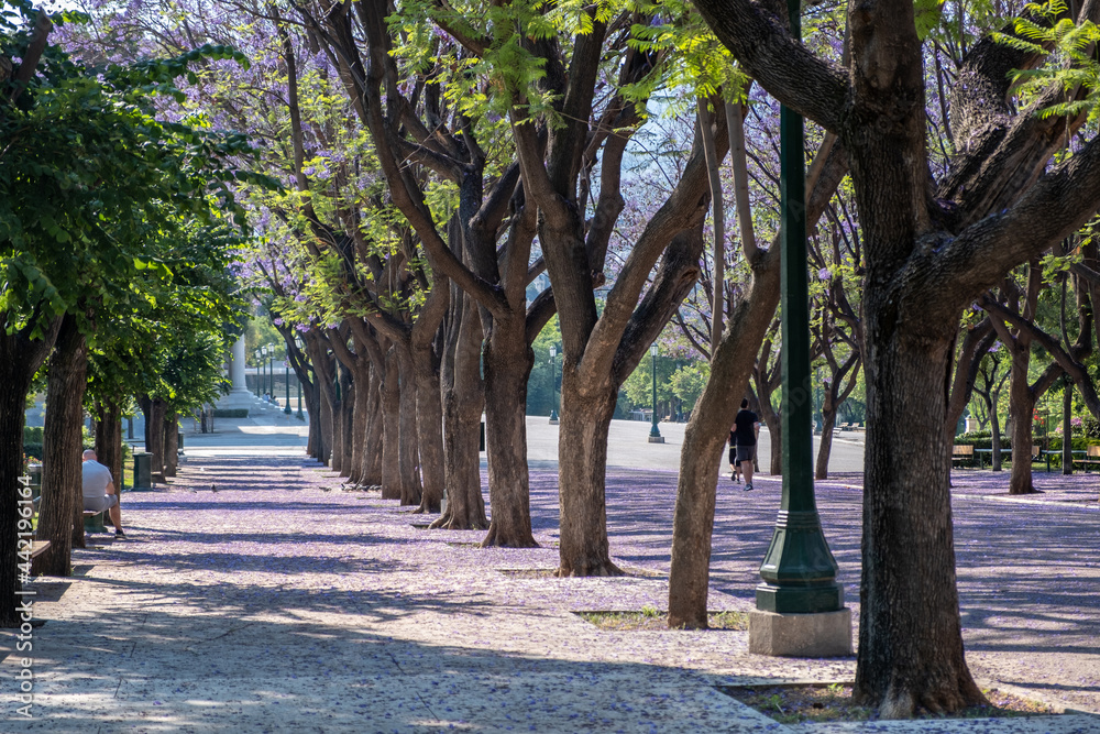 Street with jacaranda mimosifolia trees drives to Zappeion Megaron Athens, Greece.