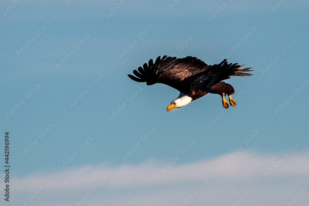 Obraz premium A bald eagle soars in the sky and hunts on the water as it catches fish in the lake