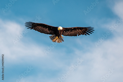 A bald eagle soars in the sky and hunts on the water as it catches fish in the lake