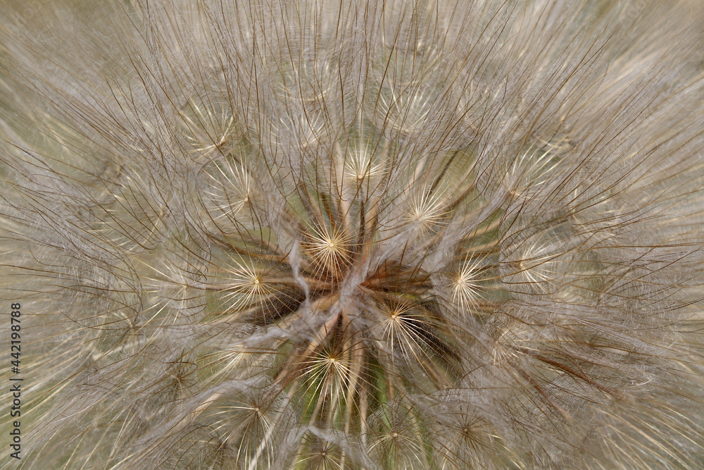 Fototapeta premium Wiesen-Bocksbart Tragopogon pratensis Detailansicht