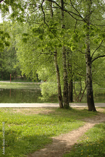 birch trees on the lake in the Moscow Park