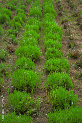 rows of green lavender plants