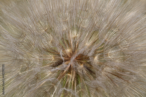 Wiesen-Bocksbart Tragopogon pratensis Detailansicht