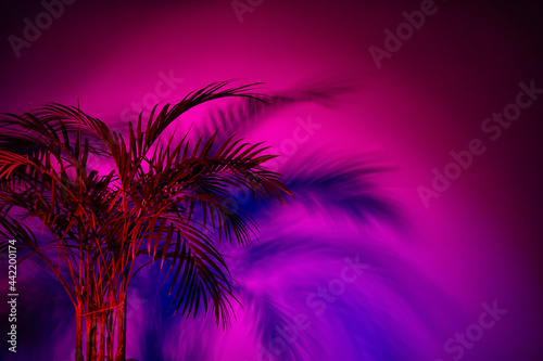 Beautiful houseplant on dark color background © Pixel-Shot