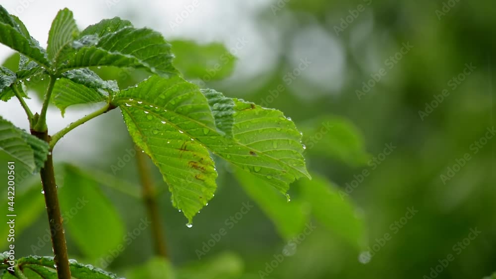 Chestnut leaves on a tree with dripping raindrops close-up with beautiful bokeh against the background of falling rain. Raw video. Chestnut leaves on a tree with dripping raindrops close-up with beautiful bokeh against the background of falling rain. Raw video.