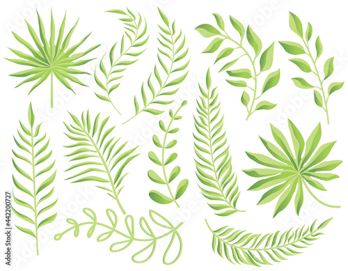 Collection of green leaves  fern leaf  fan palm. Nature leaves collection. Set of Tropical leaves  Vector illustration.