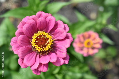 Colorful red yellow and blue flowers of zinnia close up