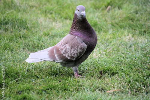 A close up of a Ferel Pigeon photo