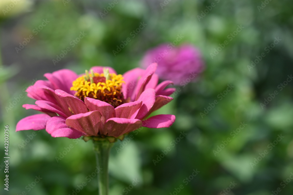Colorful red yellow and blue flowers of zinnia close up Colorful red yellow and blue flowers of zinnia close up